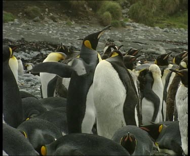 Penguin calling and flapping wings