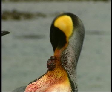 wounded king penguin with large sore on neck