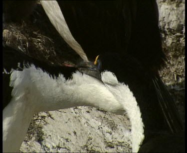 Mutual preening grooming