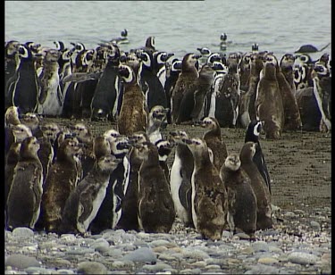 penguins huddle on beach to keep warm, some swimming in background.