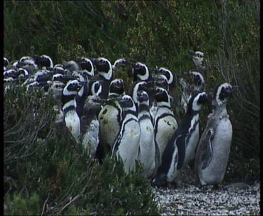 Penguins huddling