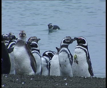 Penguins moulting, fluffy feathers around eyes