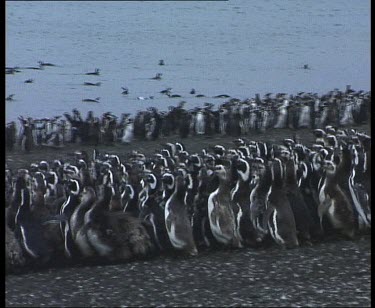 En mass penguins waddle and dive into sea