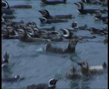 Penguins swimming as a raft on rolling waves