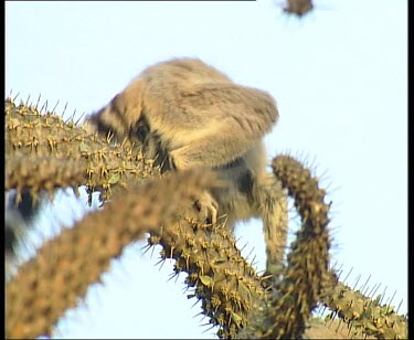 Two Ring tailed lemurs feeding on flowers of spiny forest tree.