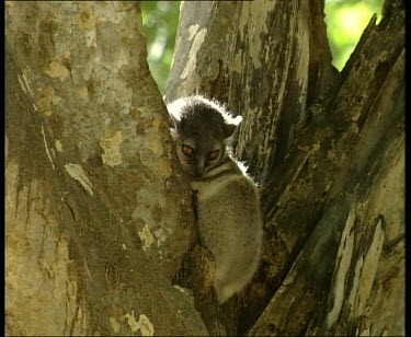 Sportive Lemur huddling close to branch, lit from behind.