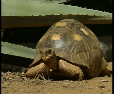 Madagascar giant tortoise