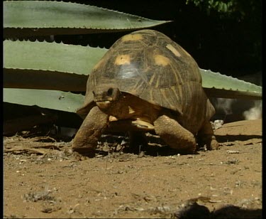 Madagascar giant tortoise walking