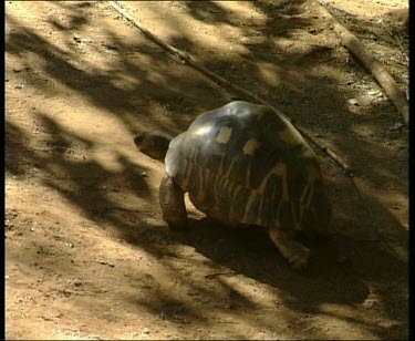 HA. Madagascar giant tortoise walking