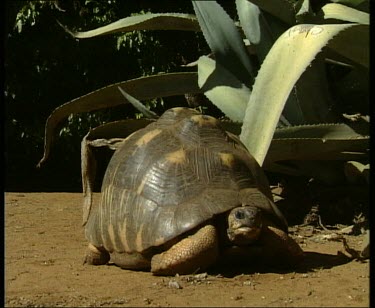 Madagascar giant tortoise resting.