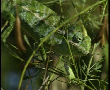 Chameleon slowly and tentatively walking from one fragile branch to another