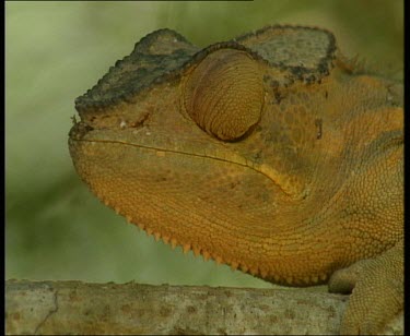 Chameleon on branch, eye moving around in socket darting