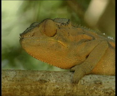 Chameleon on branch, eye moving around in socket darting