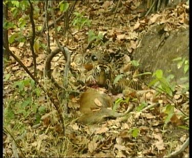 Tiger and cub feeding on carcass