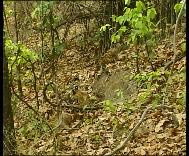 Cub jumps down ledge to join adult feeding