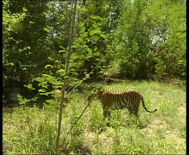 Tiger with a piece of meat, runs off. Other tiger follows.