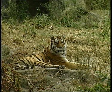Tiger lying down gets up and walks towards camera.