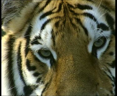 Tiger portrait water in background.