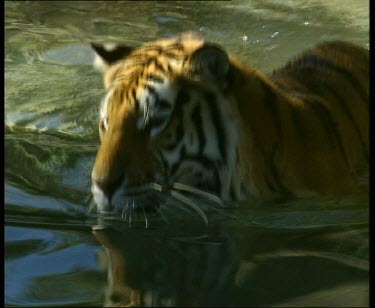 Tiger getting out of water