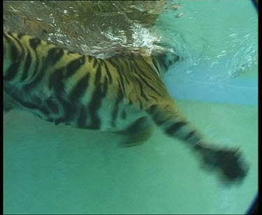Underwater tiger swimming