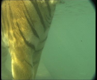 Underwater tiger standing. Tiger's head and facial features shot from below waters surface. Pan along tigers body showing pattern of stripes.