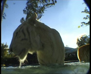 Underwater Bengal tiger in water , shot from below. Tiger growls and threatens