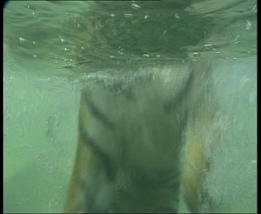 Underwater two tigers feeding in water