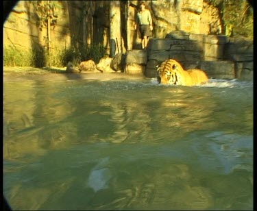 Underwater and topside tiger dives to feed underwater