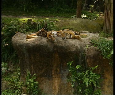 Three tigers sleeping