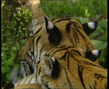 Two Tiger's head cu