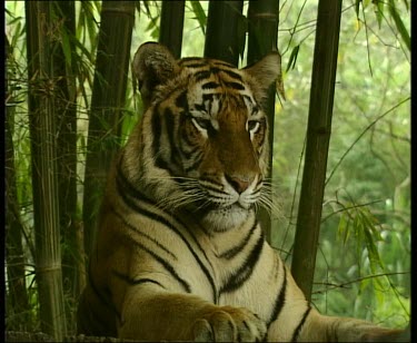 Tiger yawns straight to camera, looks to camera. Bamboo in BG