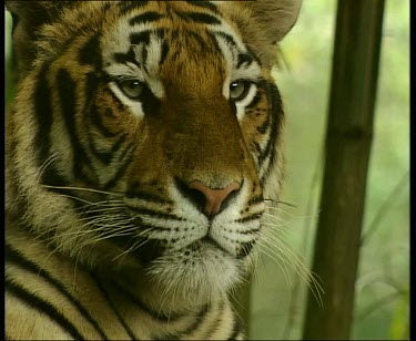 Tiger yawns and licks lips.