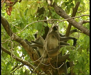 Baby jumping from branch to branch