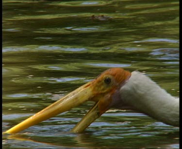 Painted stork wading through water. Fishing.