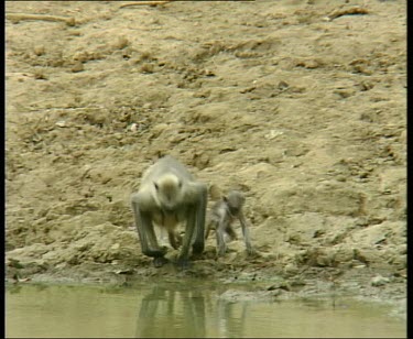 Mother and baby drink at river.