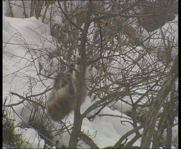 Climbing and swinging in trees, moving down snow covered valley.