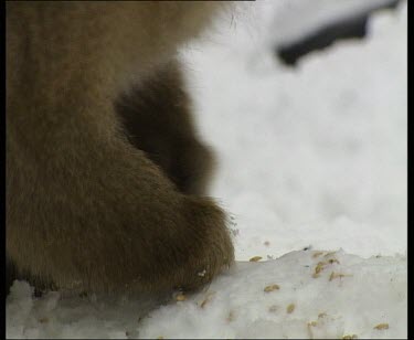 Picking seeds up off snow covered ground and eating them.