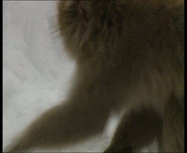 Digging through snow for food. Eating. Looking around for danger.