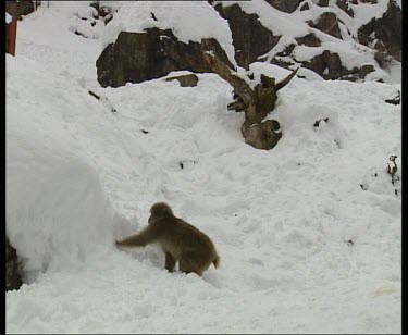 Digging through snow for food. Eating. Looking around for danger.