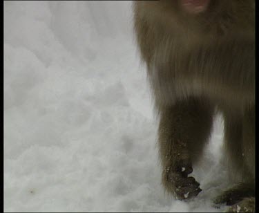 Digging through snow for food. Eating. Looking around for danger.