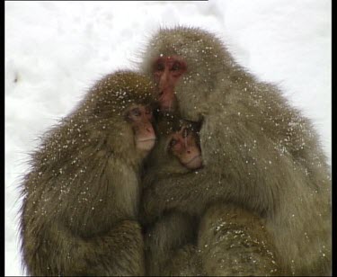 Adult and young snow monkeys huddling close together in the snow to keep warm.