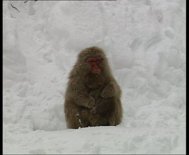 Zoom in to cu. Adult and baby huddling close together in the snow to keep warm.