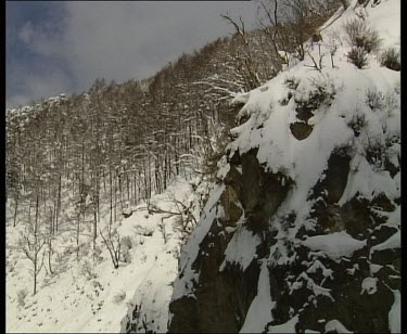 EST shot. Pan from snow covered mountain with forest to snow monkeys foraging on river bank. Fast flowing river