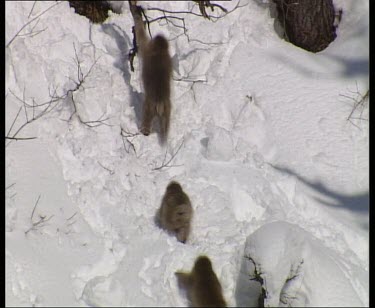 Play fighting in the snow. Falling and tumbling down the slope.