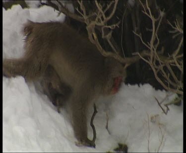 Monkey slowly making its way down steep snow covered mountain side