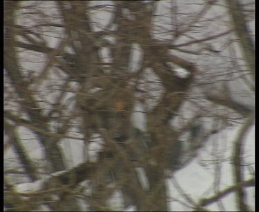 Monkey climbing along and down branches. Climbing down steep snow covered mountain by holding on to bushes.