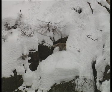 Monkey slowly making its way down steep snow covered mountain side