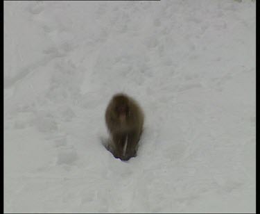 Monkey running through snow towards camera and off screen.