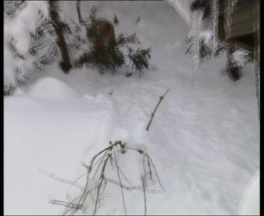 Monkey walking through snow towards camera and off screen.