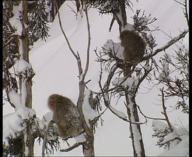 Snow monkeys sitting in trees